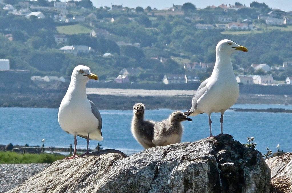 (European) Herring Gull pair with chicks; 20090620; Channel Islands-Guernsey by plantpollinator is licensed under CC BY-NC-SA 2.0
